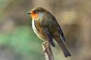 Colourful_Robin.jpg