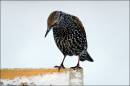 Colourful_Starling.jpg