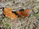 Comma02.jpg