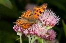 Comma_Butterfly1.jpg