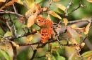 Comma_Polygonia_C-Album_6-9-2018_1.jpg