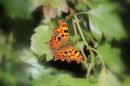 Comma_Polygonia_c-album_20-9-2018_2.jpg