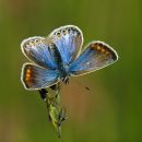 Commom_Blue-1.jpg