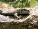 Commomn_Lizard-1.jpg
