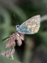 Common_Blue.jpg