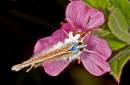Common_Blue11.jpg