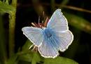 Common_Blue111.jpg
