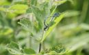 Common_Blue_Damselfly_Enallagma_Cyathigerum_2.jpg