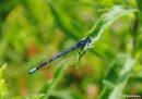 Common_Blue_Damselfly_Enallagma_cyathigerum_1.jpg