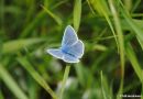 Common_Blue_Polyommatus_Icarus_2.jpg