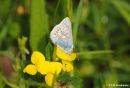 Common_Blue_Polyommatus_Icarus_4.jpg