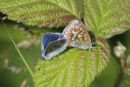 Common_Blue_Polyommatus_icarus_.jpg