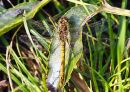 Common_Darter3.jpg