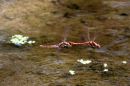 Common_Darter_Sympetrum_Striolatum_.jpg