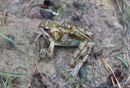 Common_Frog_Rana_Temporaria_11-8-2019_1.jpg