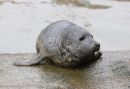 Common_Seal_Harbor_Seal_Phoca_Vitulina_12-2-2017_.jpg