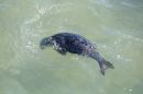 Common_Seal_Phoca_vitulina_22-5-2019.jpg