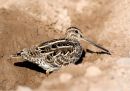 /gallery/data/501/thumbs/Common_Snipe.jpg