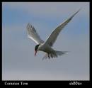 Common_Tern1.jpg