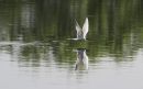 Common_Tern_Sterna_hirundo_11-6-2018_3.jpg