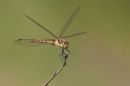 Common_darter_just_landing.jpg