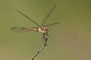 /gallery/data/501/thumbs/Common_darter_just_landing.jpg