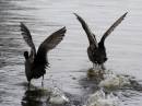 Coot-005.jpg