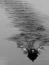 Coot-105a.jpg