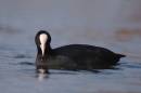 Coot.jpg