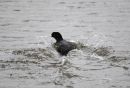 Coot4.jpg