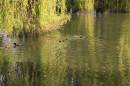 Coot_With_Chicks.jpg