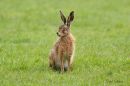 Copy_of_Hare_1.jpg