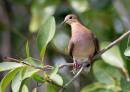 Copy_of_Wood_Dove_0001.jpg