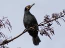 Cormorant-007.jpg