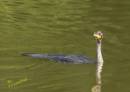 Cormorant1.jpg