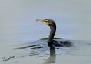 Cormorant2.jpg
