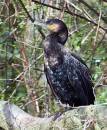 Cormorant3.jpg