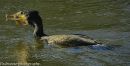 Cormorant_1_of_1_.jpg