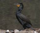 Cormorant_3.jpg