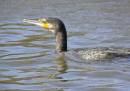 Cormorant_5.jpg