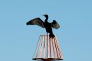 Cormorant_Phalacrocorax_Carbo_.jpg