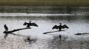 Cormorants.jpg