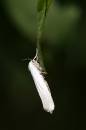 Coscinia_cribaria.jpg