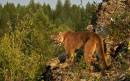 Cougar_3.jpg