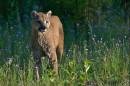 Cougar_8X6.jpg