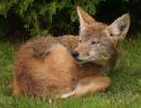 Coyote_5389.jpg