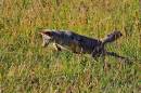 Coyote_D700_4216_12x8.jpg