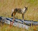 Coyote_D700_4251_10x8_2.jpg
