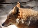 Coyote_DSCN0737.jpg
