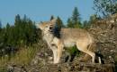 Coyote_Growl.jpg